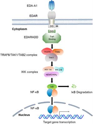 The EDA/EDAR/NF-κB pathway in non-syndromic tooth agenesis: A genetic perspective